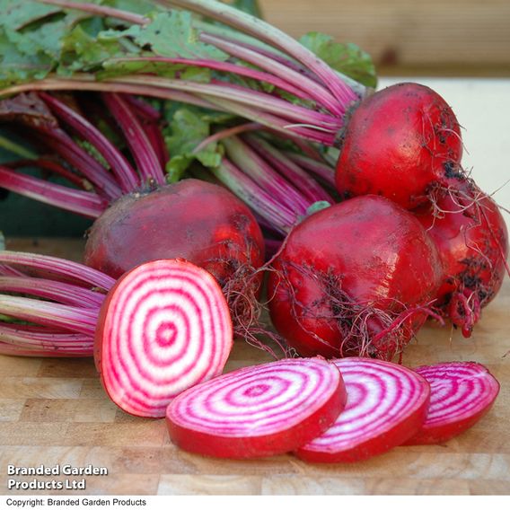 Beetroot 'Barabietola di Chioggia' - Organic Seeds