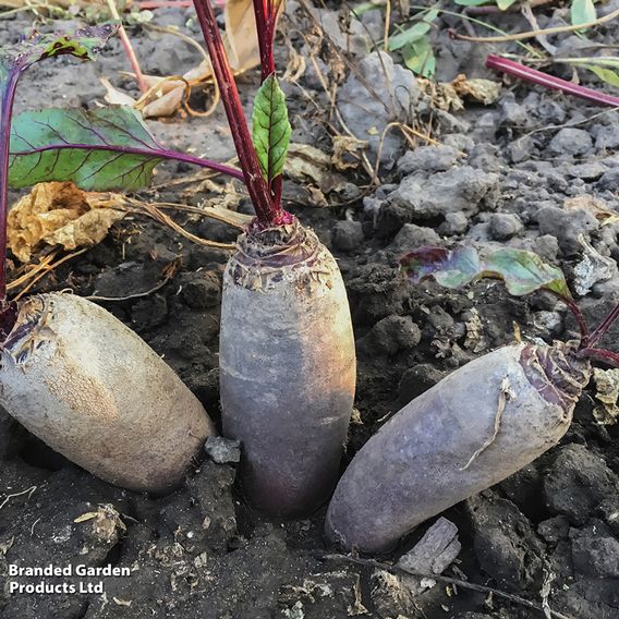 Beetroot 'Cylindra' - Seeds