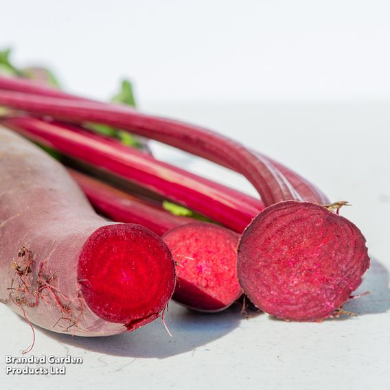 Beetroot 'Cylindra' - Seeds