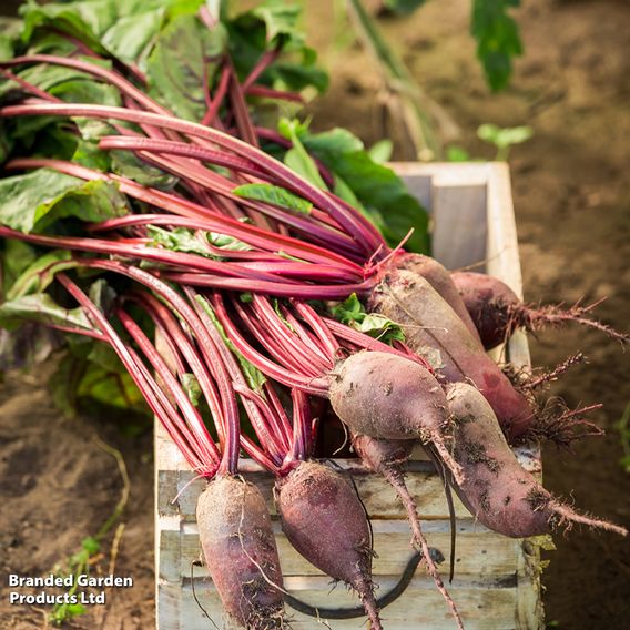 Beetroot 'Cylindra' - Seeds