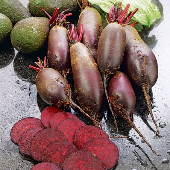 Beetroot 'Cylindra' - Seeds