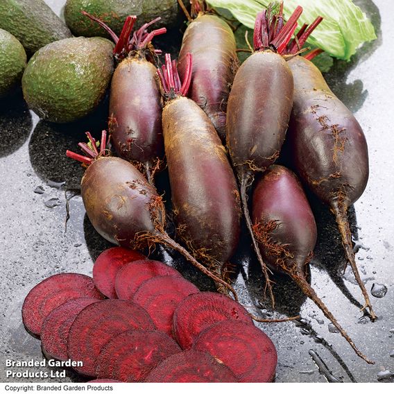 Beetroot 'Cylindra' - Seeds