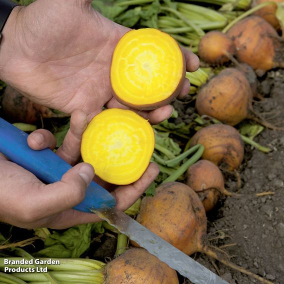 Beetroot F1 'Boldor' - Seeds