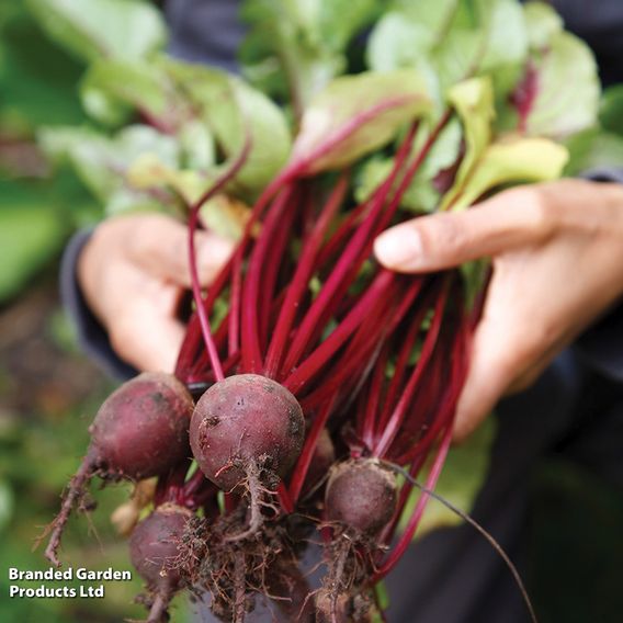 Beetroot F1 'Pablo' - Seeds