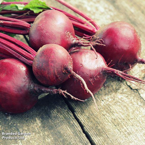 Beetroot F1 'Pablo' - Seeds