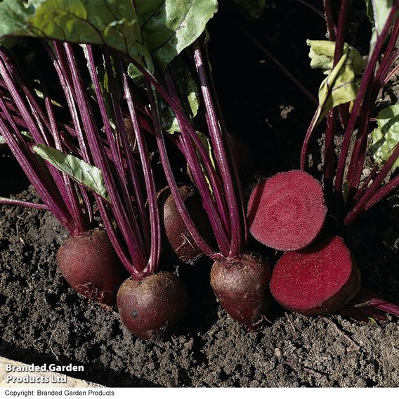 Beetroot F1 'Pablo' - Seeds