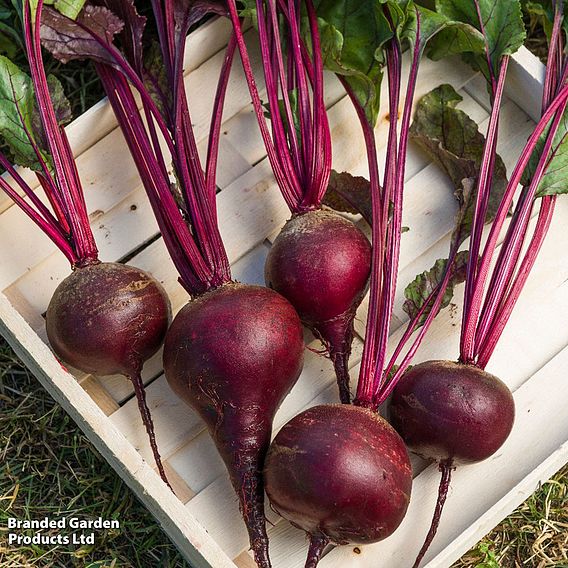 Beetroot 'Red Shine' F1 - Seeds