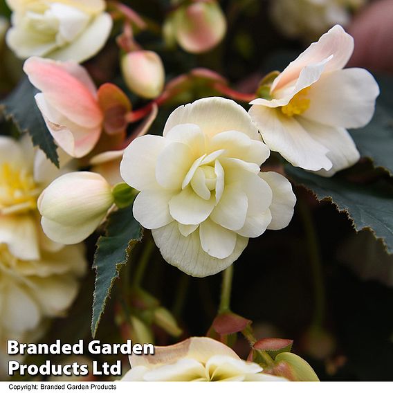 Begonia 'Belina Vanilla'