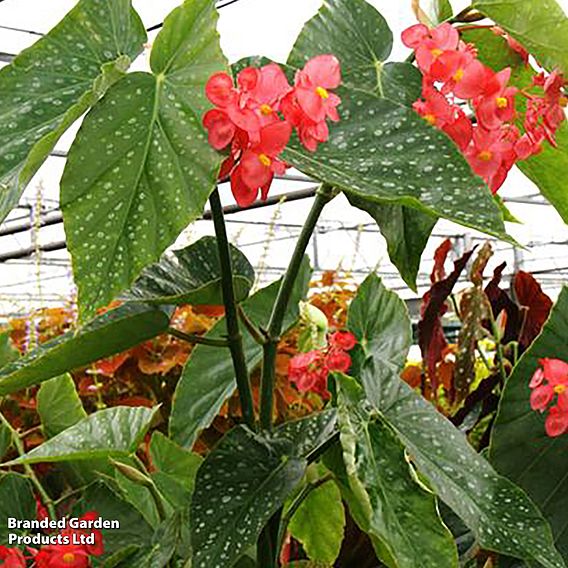 Begonia 'Comte De Lesseps'