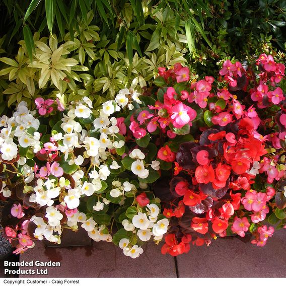 Begonia F1 'Devon Gems Mix' - Supaseeds