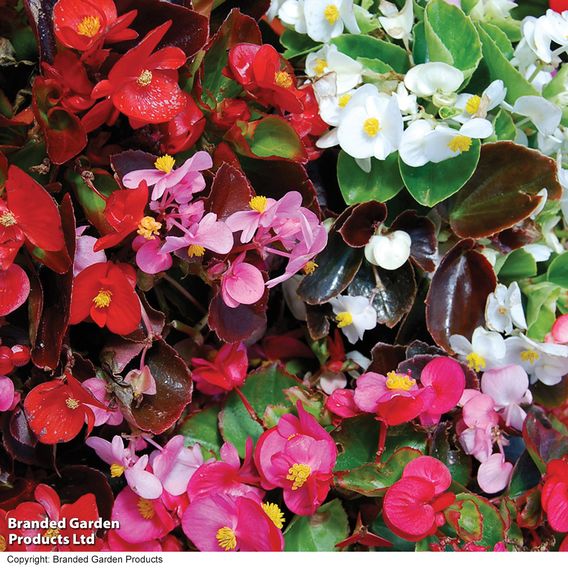 Begonia F1 'Devon Gems Mix' - Supaseeds