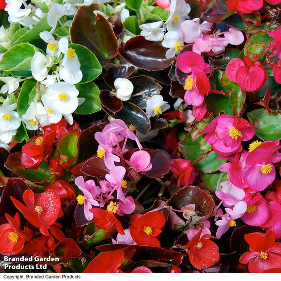 Begonia F1 'Devon Gems Mix' - Supaseeds