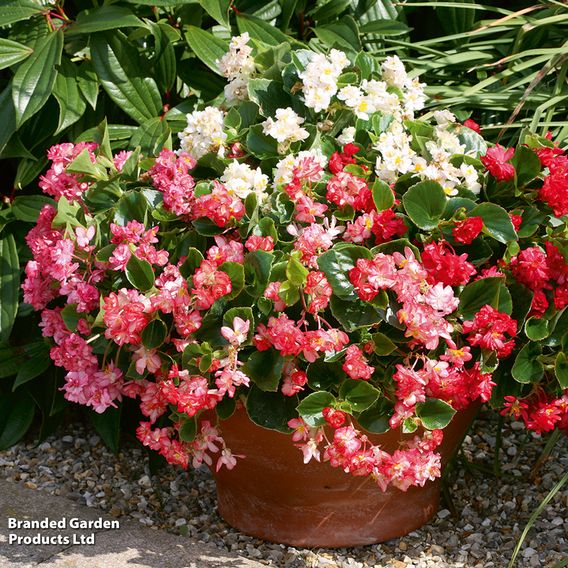 Begonia semperflorens 'Fairyland Mix' - Pelleted Seeds