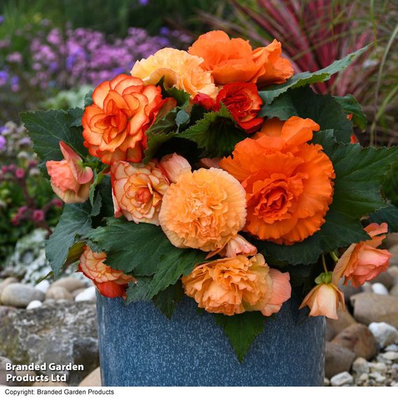 Begonia 'Majestic Apricot Shades Mix'