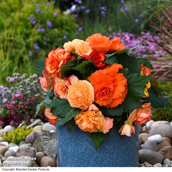 Begonia 'Majestic Apricot Shades Mix'