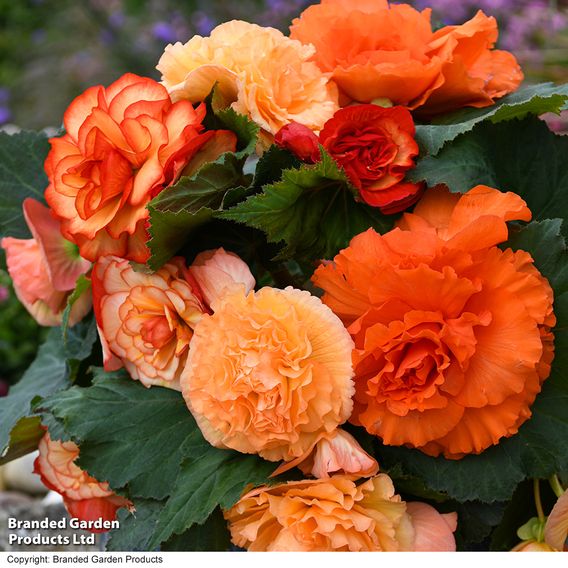 Begonia 'Majestic Apricot Shades Mix'