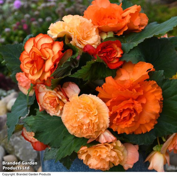 Begonia 'Majestic Apricot Shades Mix'