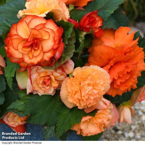 Begonia 'Majestic Apricot Shades Mix'