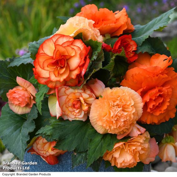 Begonia 'Majestic Apricot Shades Mix'