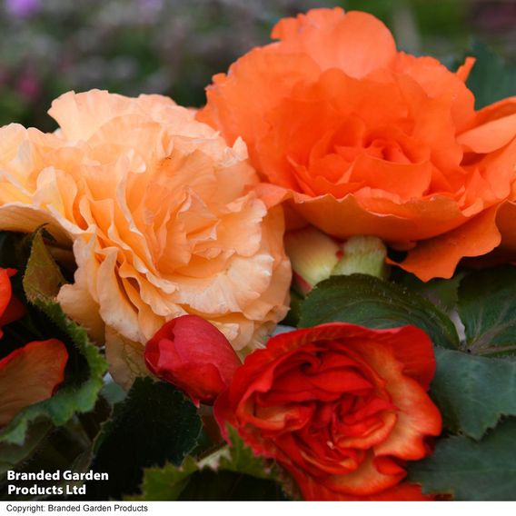 Begonia 'Majestic Apricot Shades Mix'