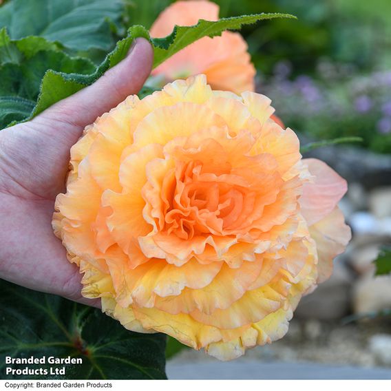 Begonia 'Majestic Apricot Shades Mix'