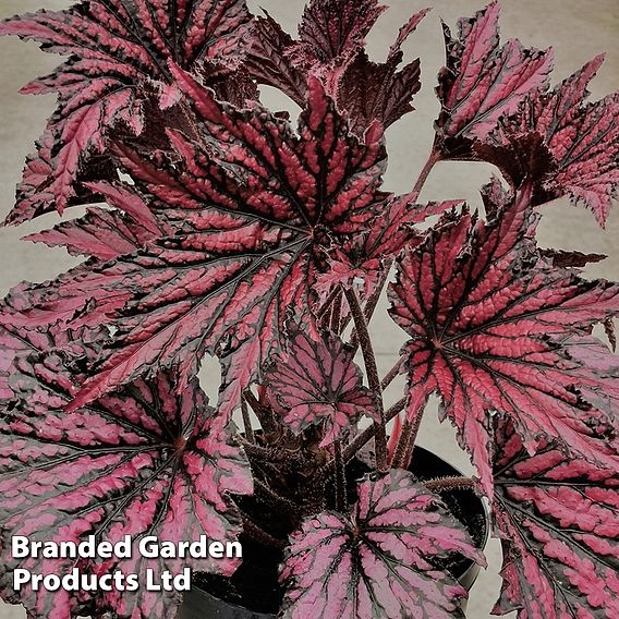 Begonia 'Merry Maker'