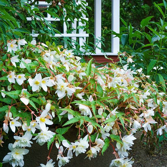 Begonia 'Santa Barbara' | Suttons