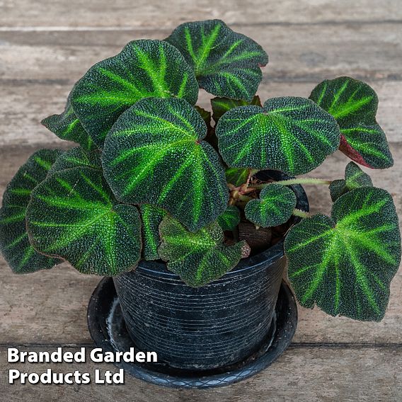 Begonia 'Soli-Mutata'