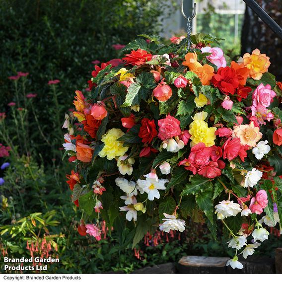 Begonia 'Sun Dancer Mixed'