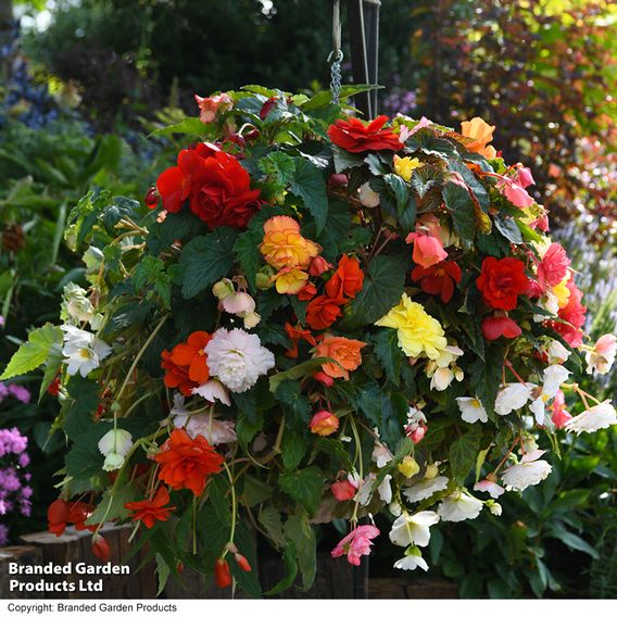 Begonia 'Sun Dancer Mixed'