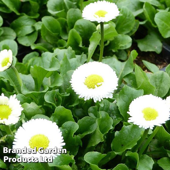 Bellis perennis 'White'