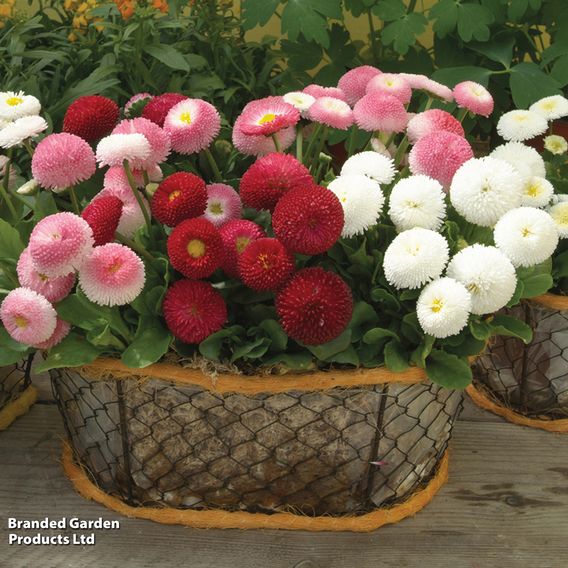 Bellis 'Bellisima Mixed'