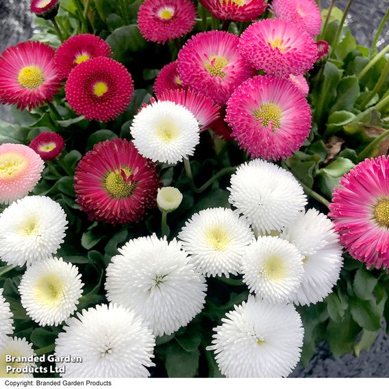 Bellis 'Bellisima Mixed'