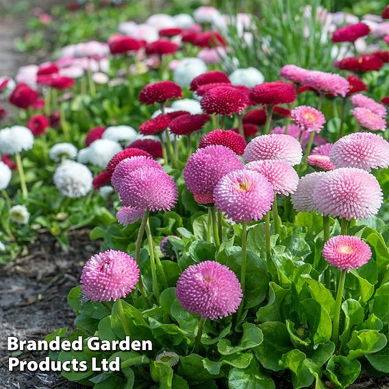 Bellis perennis 'Pomponette' Bicolour