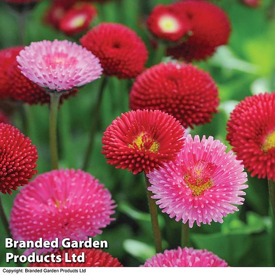 Bellis perennis 'Pomponette' Bicolour