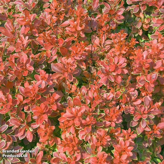 Berberis thunbergii f. atropurpurea 'Admiration'