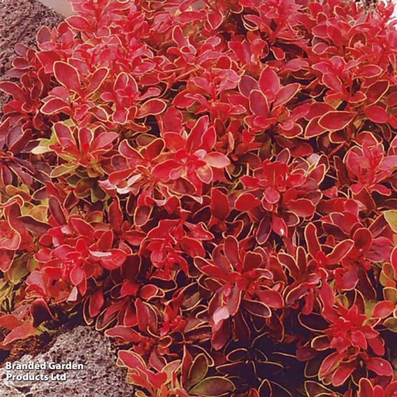 Berberis thunbergii f. atropurpurea 'Admiration'