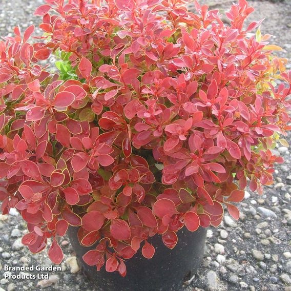 Berberis thunbergii f. atropurpurea 'Admiration'