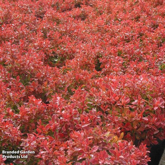 Berberis thunbergii f. atropurpurea 'Admiration'