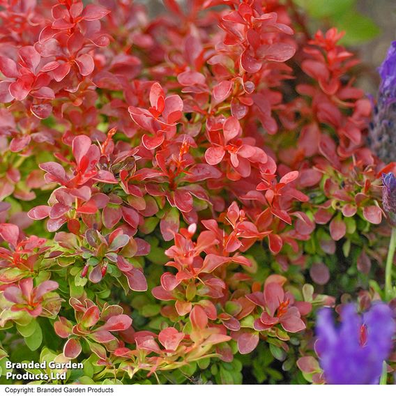 Berberis thunbergii f. atropurpurea 'Admiration'