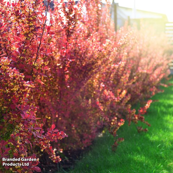 Berberis thunbergii f. atropurpurea