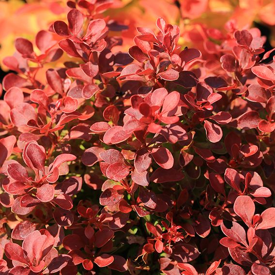 Berberis thunbergii 'Florence'