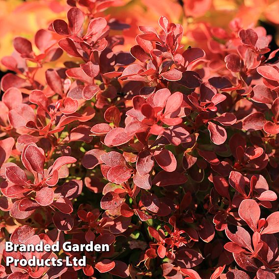 Berberis thunbergii 'Florence'