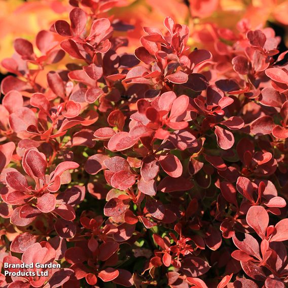 Berberis thunbergii 'Florence'