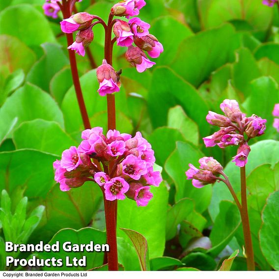 Bergenia cordifolia 'Purpurea'