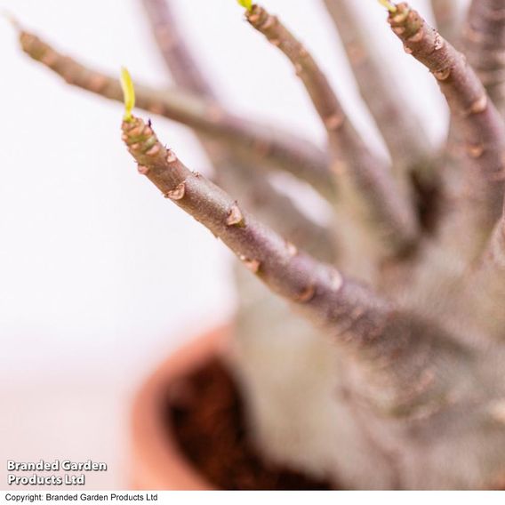 Adenium 'Ansu Baobab'