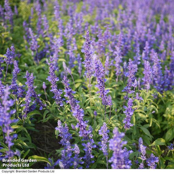 Agastache 'Liquorice Blue' - Seeds