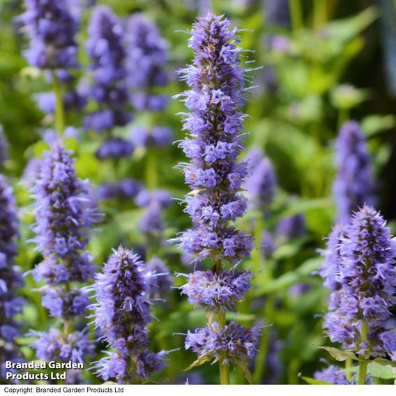 Agastache 'Liquorice Blue' - Seeds