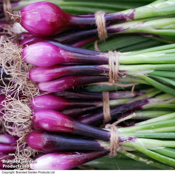 Onion (Salad) 'Apache' - Seeds