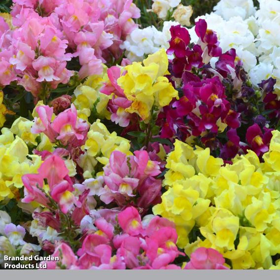 Antirrhinum 'Chuckles' - Seeds